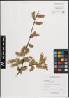 Foto von Salix discolor Muhl.